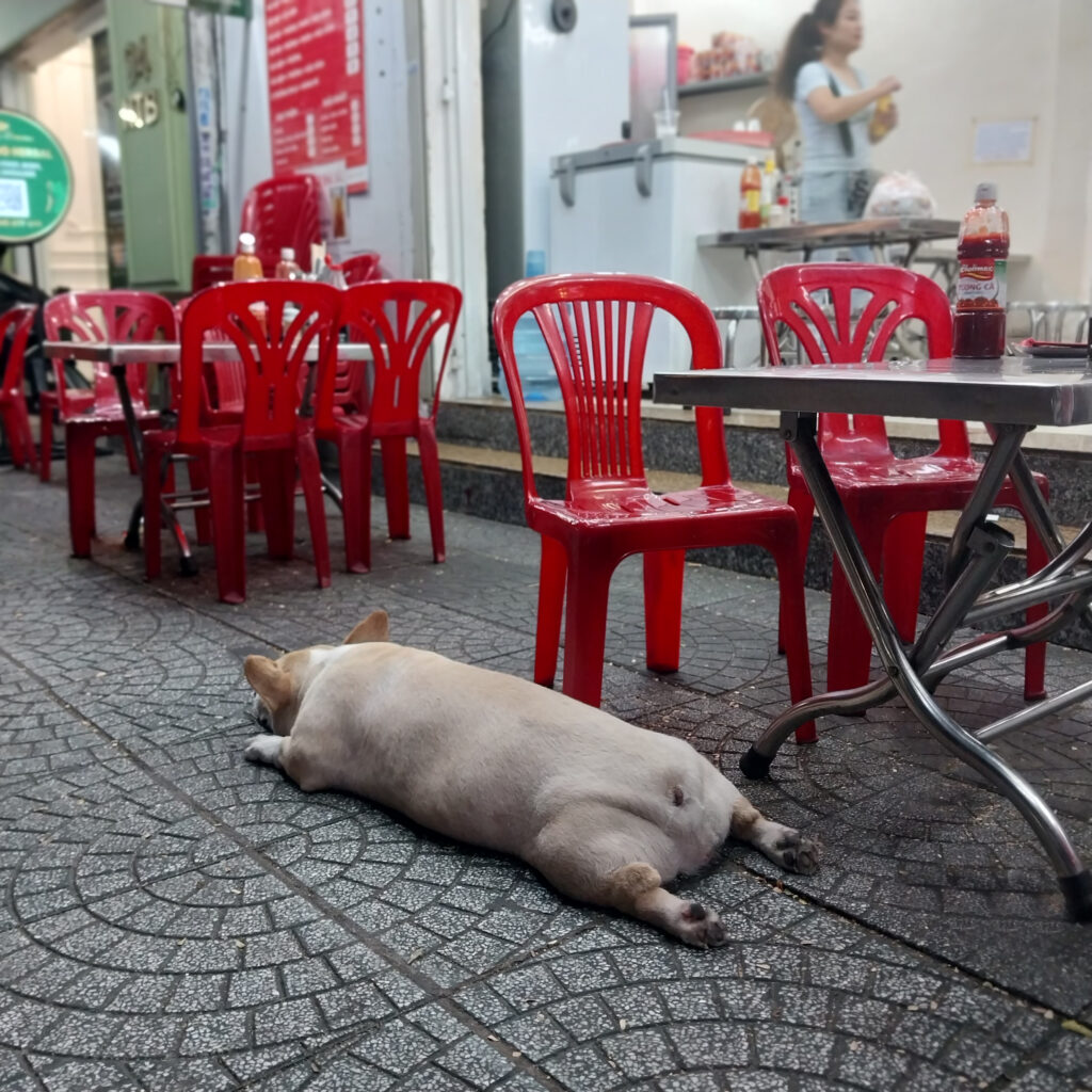 ベトナムの犬
