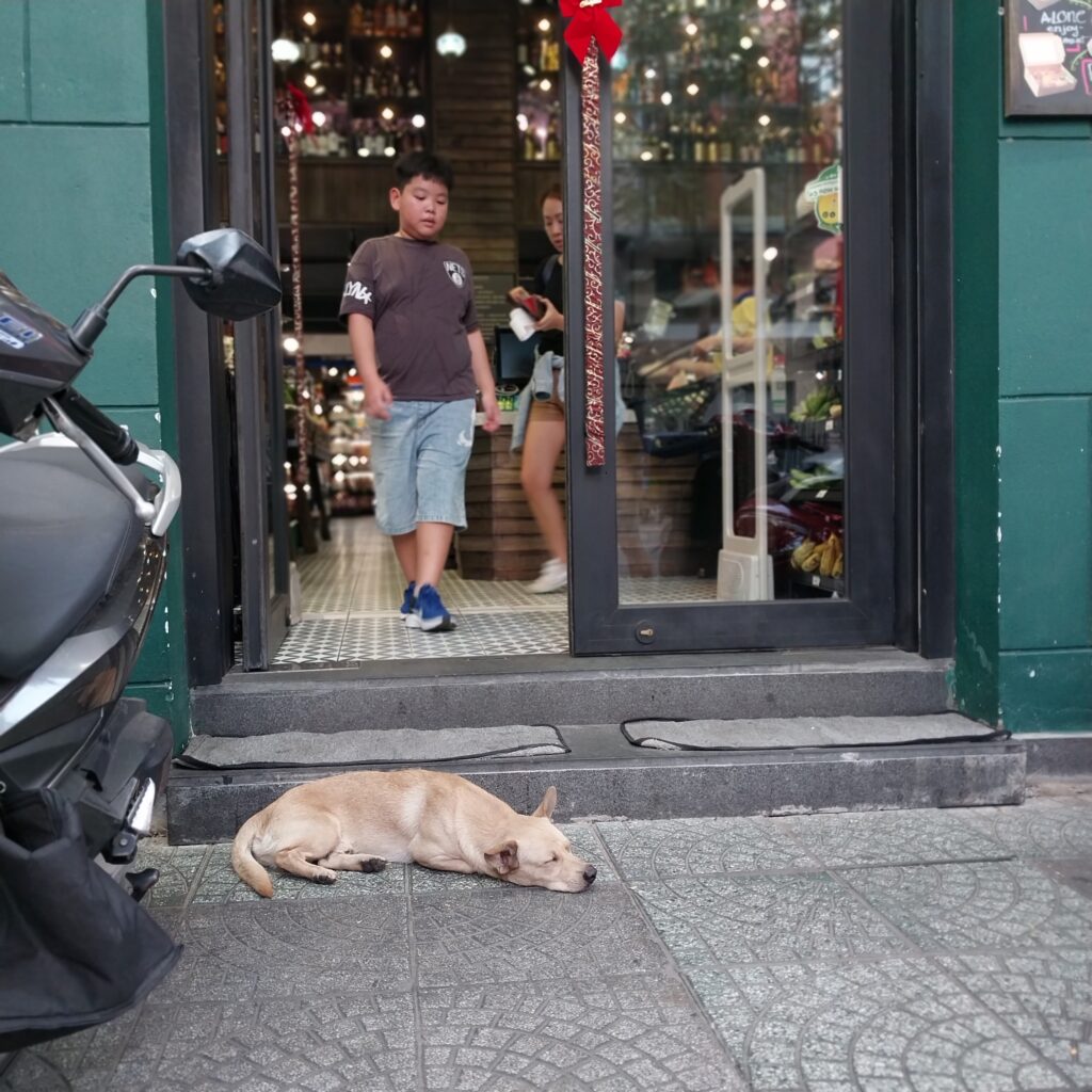 ベトナムの犬