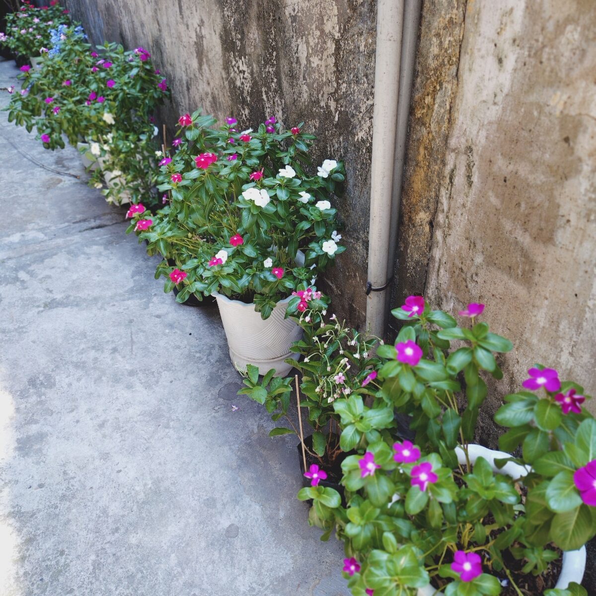 店の前の通路の花